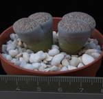Lithops lesliei v. burchelli