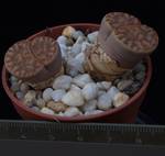 Lithops bromfieldii