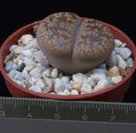 Lithops lesliei ssp. lesliei v. lesliei