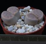 Lithops karasmontana v. opalina
