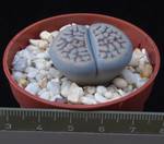 Lithops schwantesii v. kunjasensis