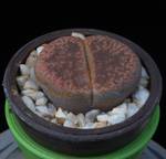 Lithops aucampiae f. Kuruman