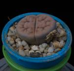 Lithops hookeri v. lutea