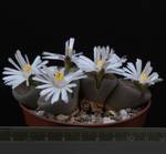 Lithops lesliei f. Kimberley