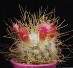 Mammillaria rekoi