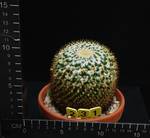 Mammillaria marksiana