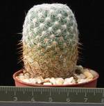 Mammillaria perbella