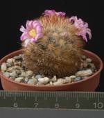 Mammillaria carmenae v. roseiflora