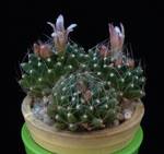 Mammillaria painteri v. monstruosa