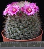 Mammillaria crinita