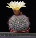 Notocactus scopa