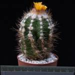 Parodia hausteiniana