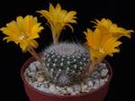 Rebutia marsonerii
