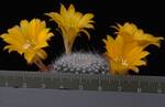 Rebutia marsonerii