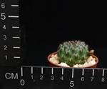 Sulcorebutia oenantha