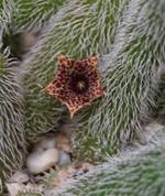 Stapelianthus pilosus