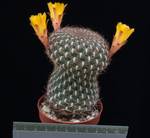 Sulcorebutia arenacea