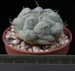 Thelocactus hexaedroporus
